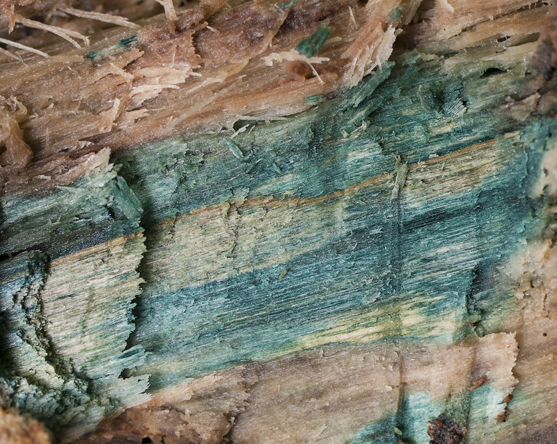 Chlorociboria aeruginascens